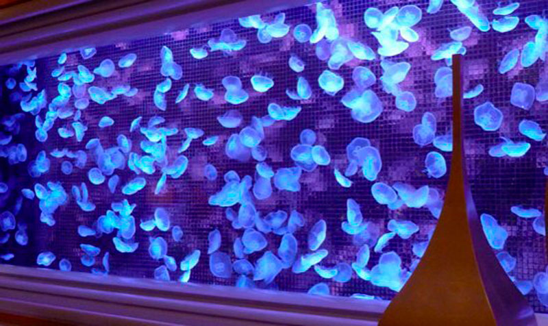 Moon Jelly Aquarium